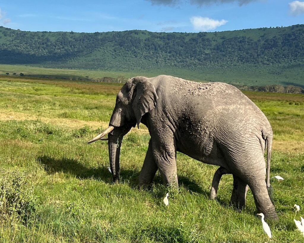 Tanzania Big Five Safari Guide: African elephant in Ngorongoro Conservation Area walking across the crater landscape during a wildlife safari in Tanzania