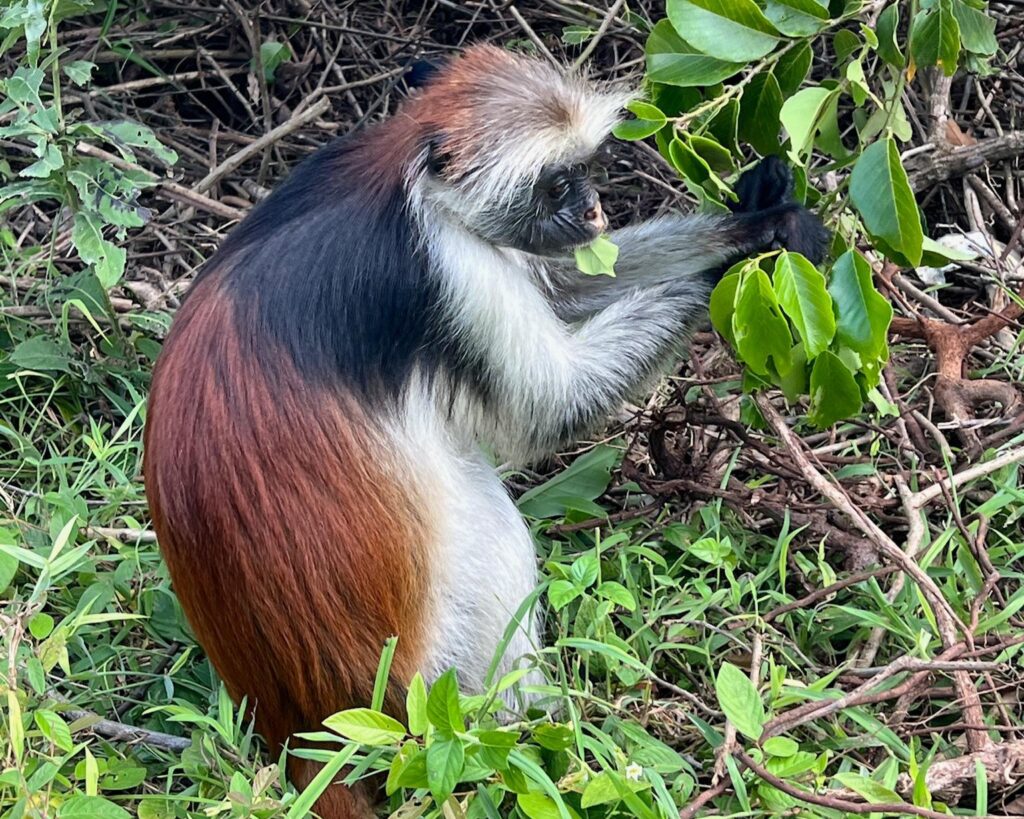 Zanzibar holiday cost best things to do in Zanzibar Red colobus monkey in Jozani Forest