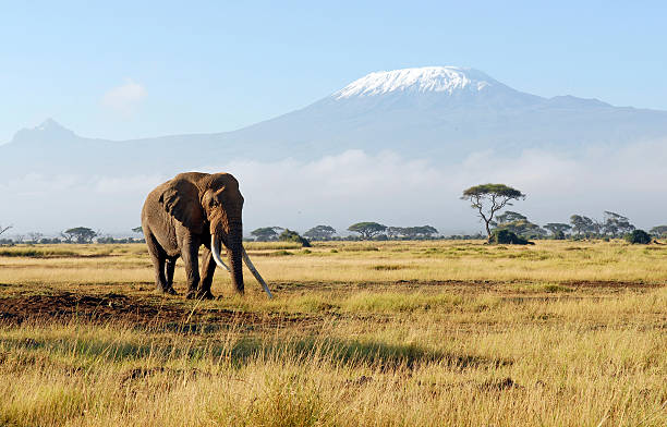 Lone African elephant with large tusks in Amboseli National Park with Mount Kilimanjaro in background, comparing Tanzania Safari Cost vs Kenya Safari Cost safari experience in East Africa