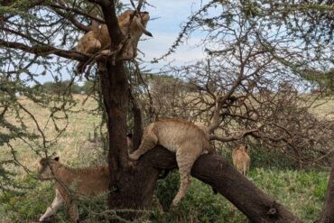 Serengeti Safari Cost 2026 lions climbing and resting on a tree in Serengeti National Park Tanzania during a safari wildlife experience