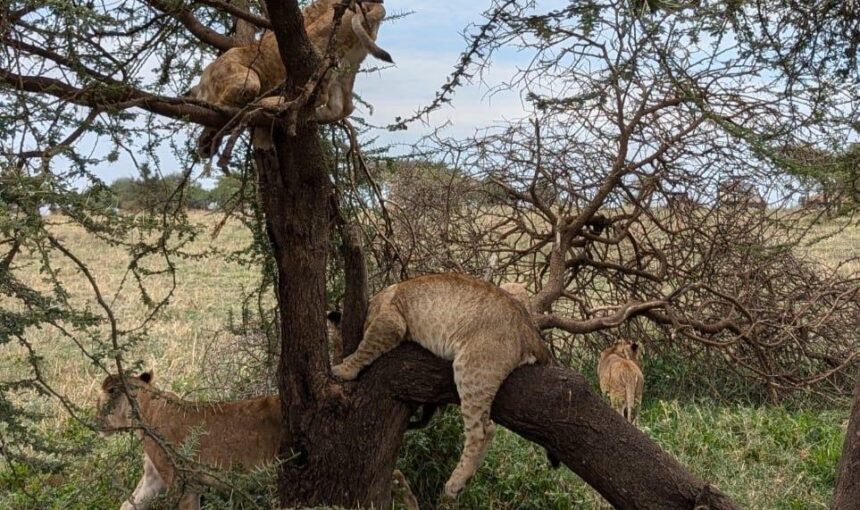 Serengeti Safari Cost 2026: Complete Price Breakdown for Every Budget