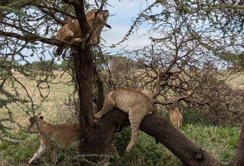 Serengeti Safari Cost 2026 lions climbing and resting on a tree in Serengeti National Park Tanzania during a safari wildlife experience