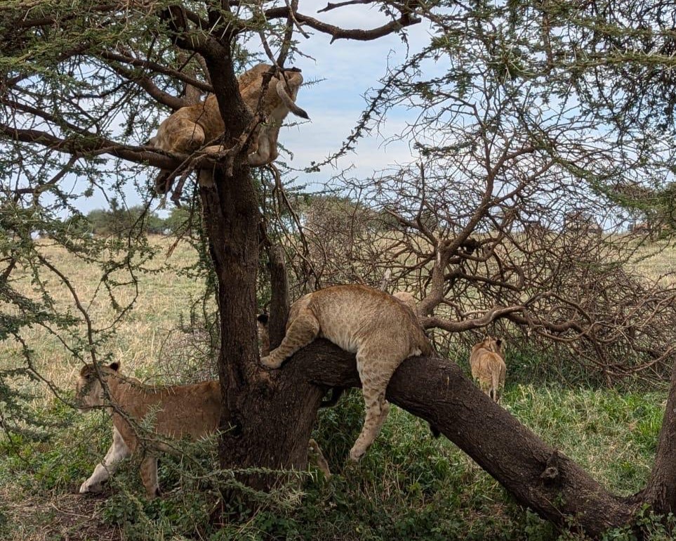 Serengeti Safari Cost 2026 lions climbing and resting on a tree in Serengeti National Park Tanzania during a safari wildlife experience