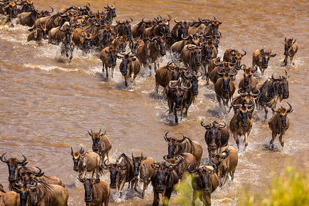 Wildebeest crossing Mara River in Serengeti National Park Tanzania during Great Migration wildlife safari river crossing scene