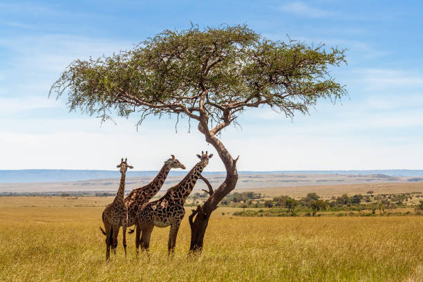 10 Days Tanzania Safari Cost experience featuring three giraffes under an acacia tree in the Tanzanian savannah
