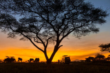 Budget vs Luxury Tanzania Safari Cost Per Day comparison featuring a safari jeep during an early morning game drive in Tanzania