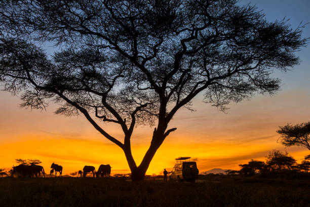Budget vs Luxury Tanzania Safari Cost Per Day comparison featuring a safari jeep during an early morning game drive in Tanzania