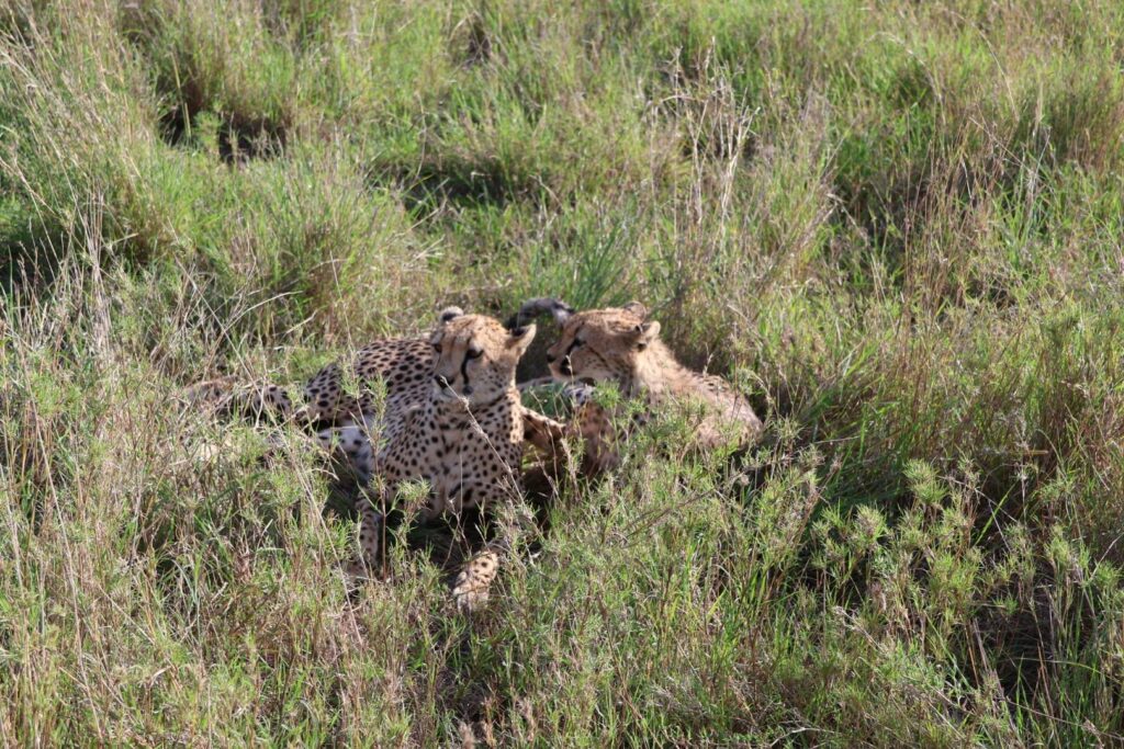 Cheetah resting on a grases in Serengeti National Park scanning the savannah during a Cheetah Safari in Tanzania