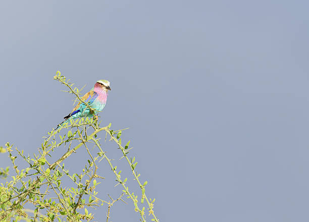 Wildlife Photography Safari Tanzania featuring a colorful Lilac-breasted Roller perched in Lake Manyara National Park.