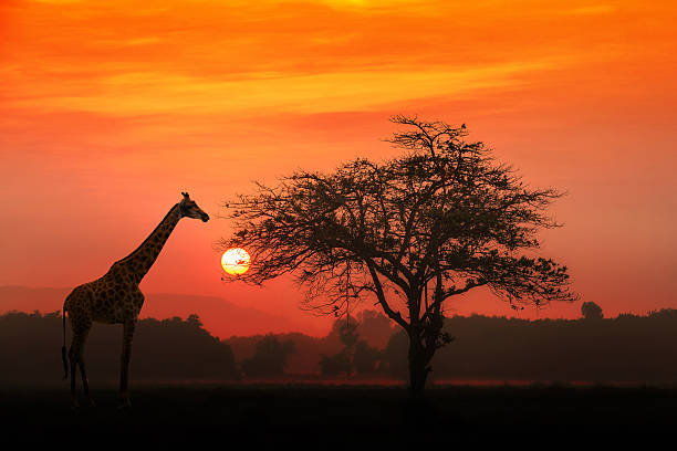 Wildlife Photography Safari Tanzania featuring an African giraffe standing near a lone acacia tree at sunrise on the savannah.