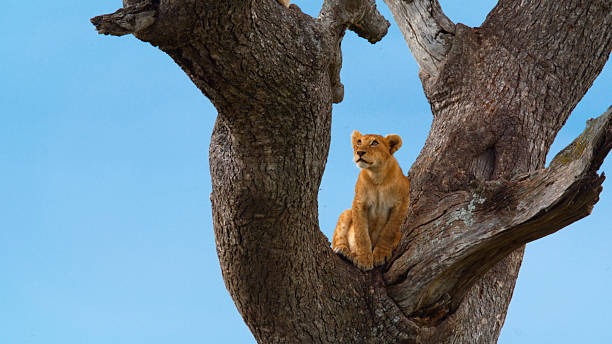 Wildlife Photography Safari Tanzania showcasing a tree-climbing lion resting in the branches of a large tree in Serengeti National Park.
