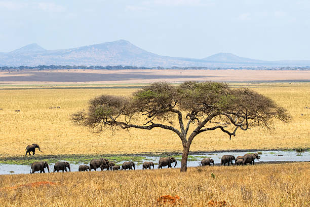 Wildlife Photography Safari Tanzania featuring African elephants in Tarangire National Park, Tanzania.