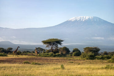 Tanzania Safari and Kilimanjaro Trekking Packages: Mount Kilimanjaro Tanzania snow capped mountain on safari in Africa with cloudy blue skies and African savannah landscape