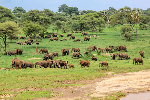 African elephants in Tarangire National Park Tanzania wildlife safari on green savanna grasslands with large elephant herd