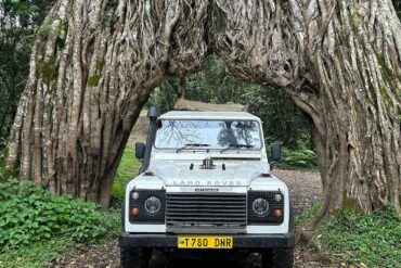 Tanzania Day Trips through Arusha National Park with a safari vehicle passing beneath the famous tree tunnel