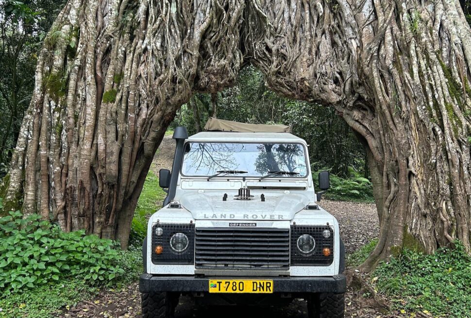 Tanzania Day Trips through Arusha National Park with a safari vehicle passing beneath the famous tree tunnel