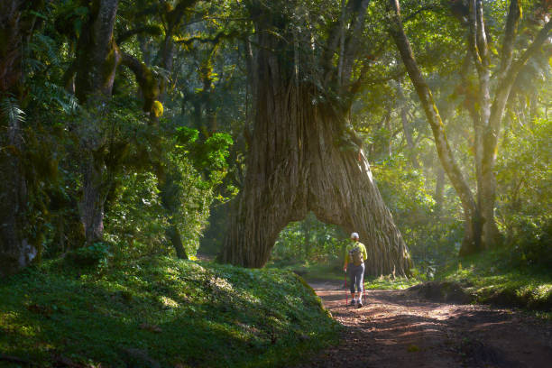 Tanzania Day Trips to Arusha National Park featuring a young woman trekking through beautiful forests and enjoying the large trees of Tanzania