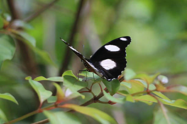 Colorful butterfly in Zanzibar, Tanzania showcasing the island’s rich wildlife and biodiversity beyond the Jozani Forest Red Colobus Monkey