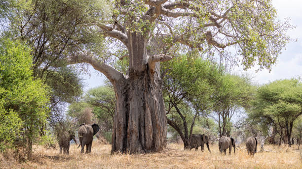 Tarangire Safari Cost guide featuring big African elephants passing a large baobab tree in Tarangire National Park, Tanzania