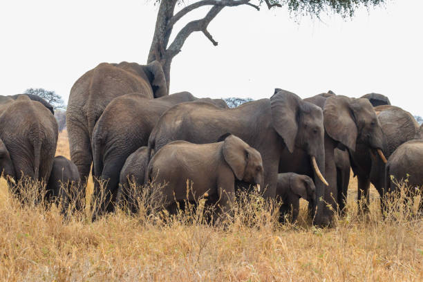 Tarangire Safari Cost experience with a herd of African elephants under a tree in the savanna of Tarangire National Park, Tanzania