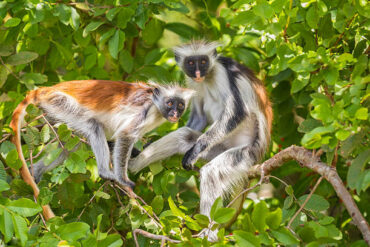 Jozani Forest and Red Colobus Monkey in Jozani Chwaka Bay National Park, Zanzibar Tanzania