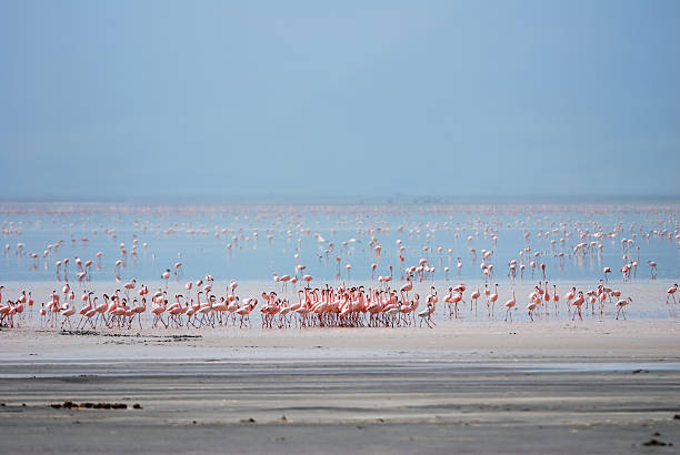 Tanzania Day Trips to Lake Manyara National Park featuring many flamingos gathering at the lake in Tanzania, East Africa