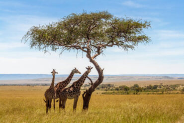 7 Day Tanzania Safari Cost experience with three giraffes under an acacia tree in the African savannah