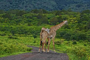 Tanzania Tourism Packages featuring two giraffes standing on a dirt road in a lush green savanna landscape during a wildlife safari