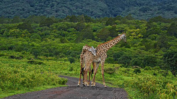 Tanzania Tourism Packages featuring two giraffes standing on a dirt road in a lush green savanna landscape during a wildlife safari