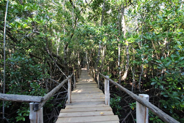 Jozani Chwaka Bay National Park in Zanzibar, home to the Jozani Forest and Red Colobus Monkey species in Tanzania