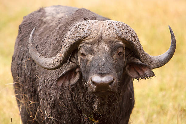 Tanzania Safari Safety Guide showing an African Cape buffalo grazing in the savanna during a wildlife safari