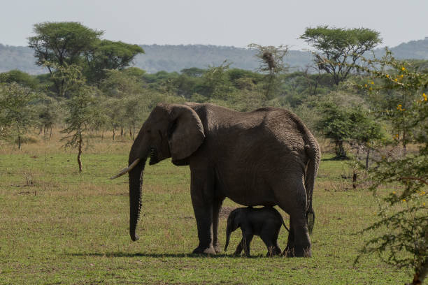 Tanzania Safari Safety Guide showing a baby elephant protected by its mother in the African savanna during a wildlife safari