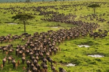 8-Day Tanzania Wildlife Adventure during the Great Migration in Serengeti