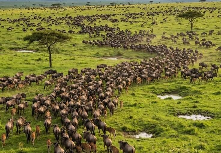 8-Day Tanzania Wildlife Adventure: The Best of the Northern Circuit