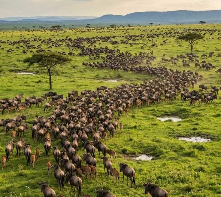 8-Day Tanzania Wildlife Adventure during the Great Migration in Serengeti