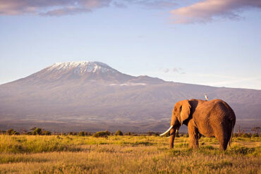 Classic safari scene with a large bull elephant and Mount Kilimanjaro at sunrise, featured in an 11-Day Kilimanjaro Trekking & Safari Combo Cost guide