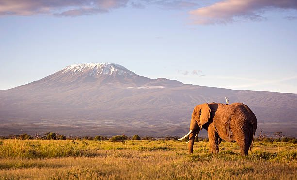 Classic safari scene with a large bull elephant and Mount Kilimanjaro at sunrise, featured in an 11-Day Kilimanjaro Trekking & Safari Combo Cost guide