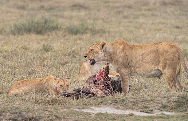 Pride of lions with a wildebeest kill in the Ngorongoro Conservation Area during a guided Tanzania safari led by an expert safari guide