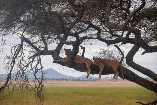 Two lionesses resting on a tree in Tarangire National Park, Tanzania