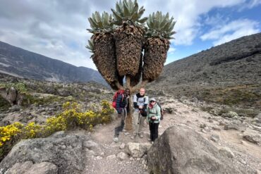 Trekkers taking photos beside unique vegetation on the Machame Route of Mount Kilimanjaro