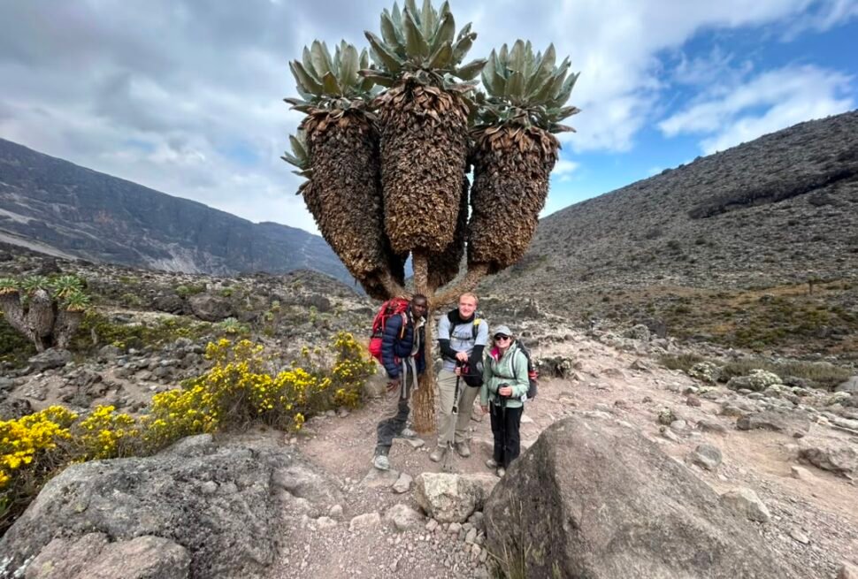 Trekkers taking photos beside unique vegetation on the Machame Route of Mount Kilimanjaro