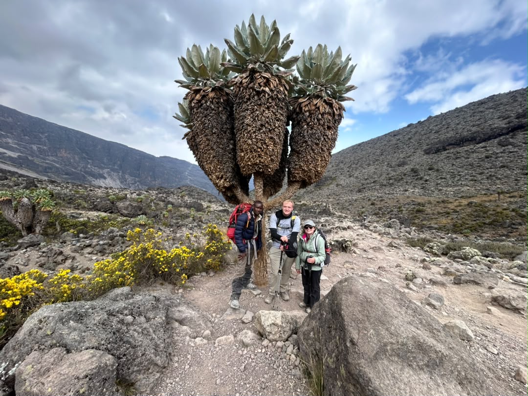 Trekkers taking photos beside unique vegetation on the Machame Route of Mount Kilimanjaro