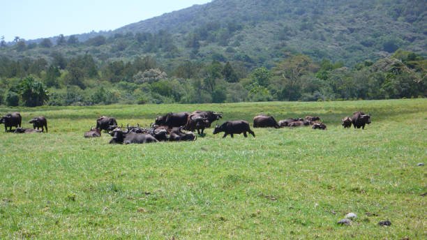 Water buffalo herd at the foot of Mount Meru in Arusha National Park Tanzania