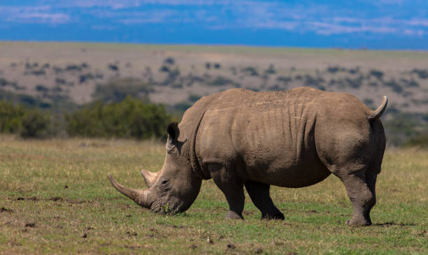 Tanzania Safari Safety Guide showing a rhinoceros in the wild at Ngorongoro Conservation Area during a safari