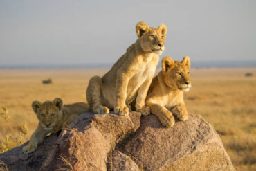 Kilimanjaro and Tanzania safari cost – Three lion cubs resting on rocky outcrops during an early morning game drive in the Namiri Plains of Serengeti National Park, Tanzania.