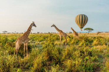 Multiple giraffes in Serengeti National Park with a hot air balloon passing overhead — Serengeti safari cost