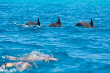 Swim with Dolphins in Zanzibar Cost– Mnemba Island marine scenery