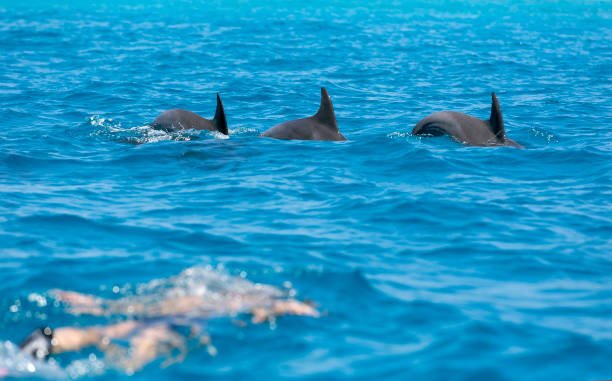 Swim with Dolphins in Zanzibar Cost– Mnemba Island marine scenery