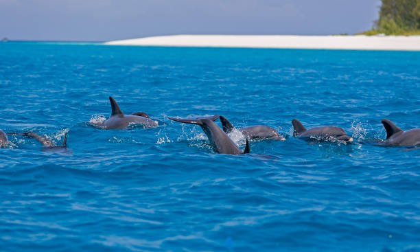 Mnemba Island Zanzibar near the marine waters where dolphins can be spotted