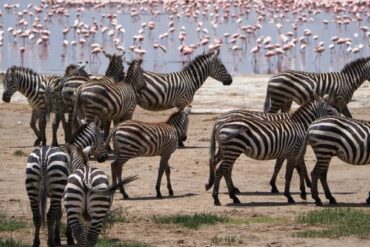 Tanzania Safari Duration Guide featuring zebras grazing on the Serengeti savannah during a wildlife safari